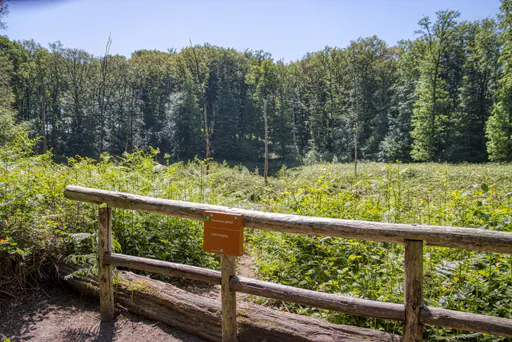 Die Heksendans (Teich im Wald)