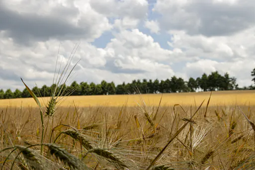 Ein Blick über die Elysäischen Felder zwischen Beek & Berg en Dal